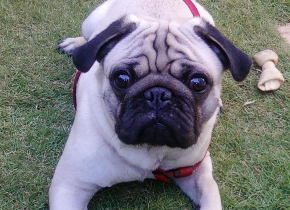 Petspace gallery image 31