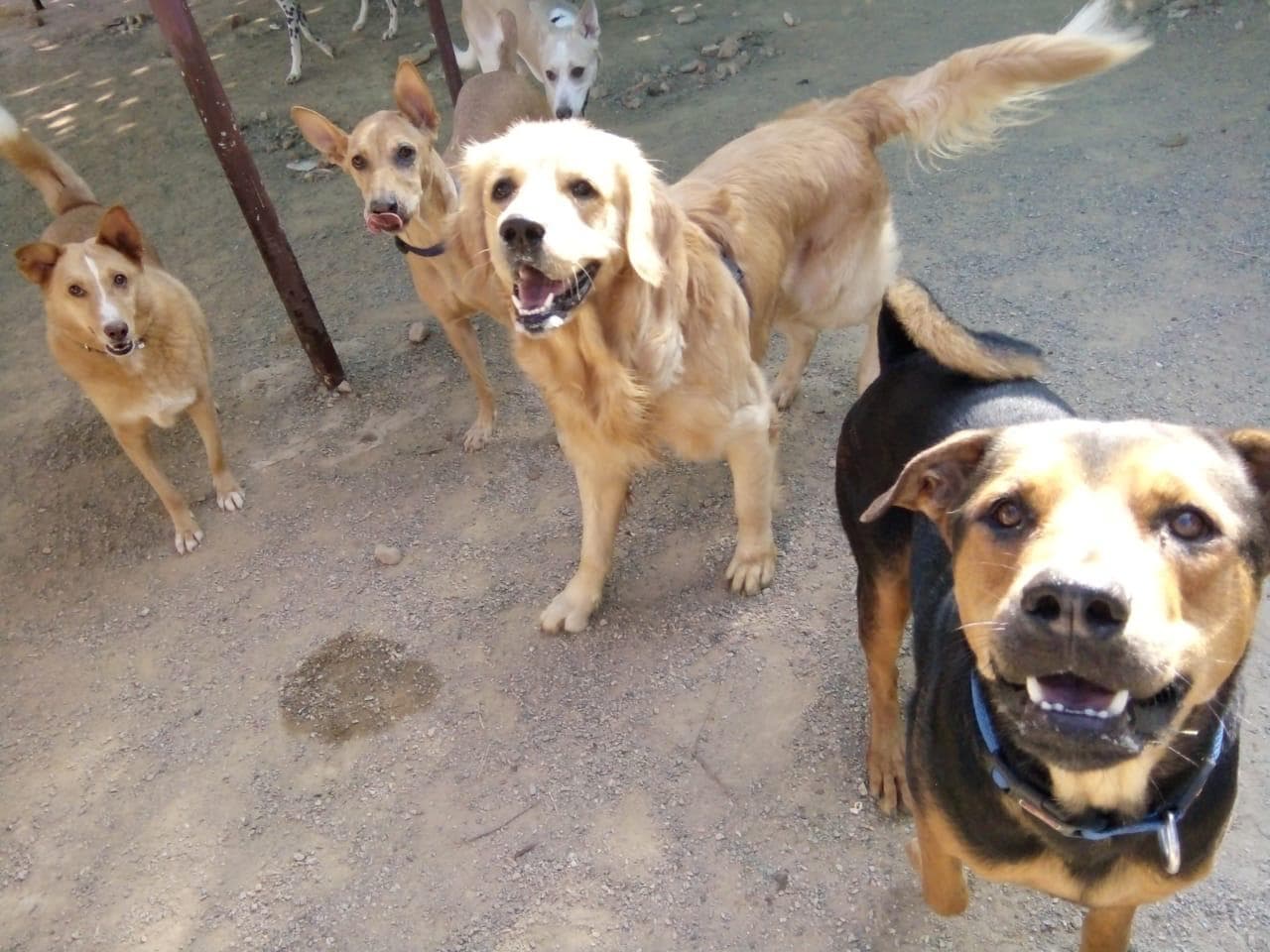 Petspace gallery image 21