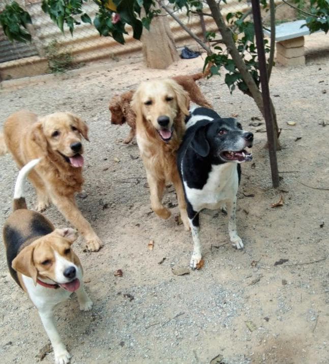 Petspace gallery image 23