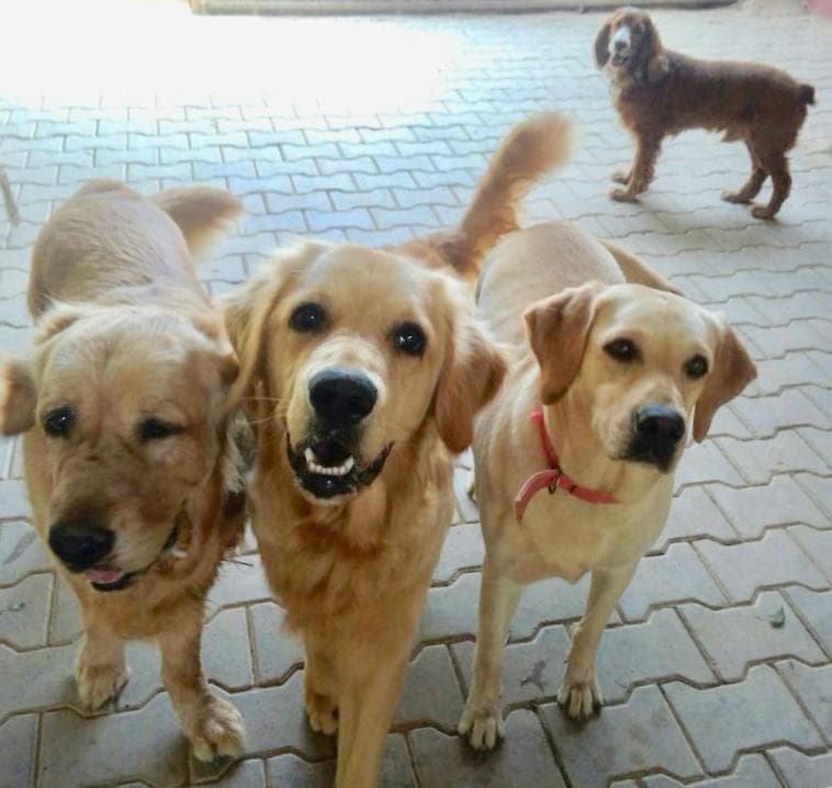 Petspace gallery image 24
