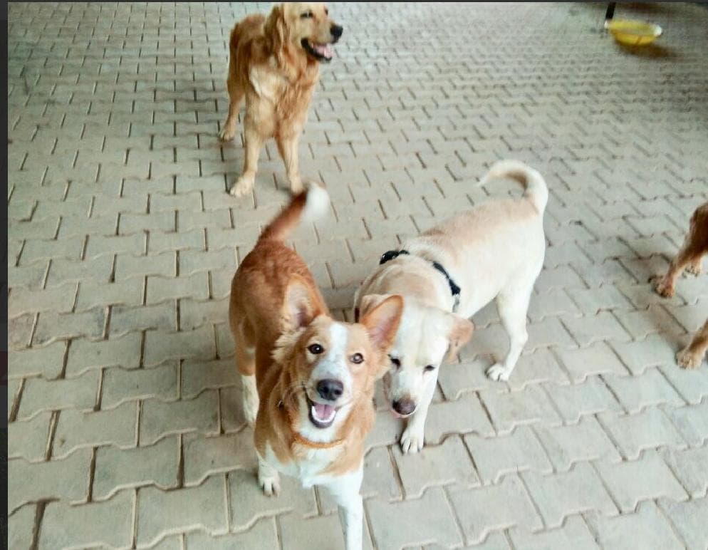 Petspace gallery image 25