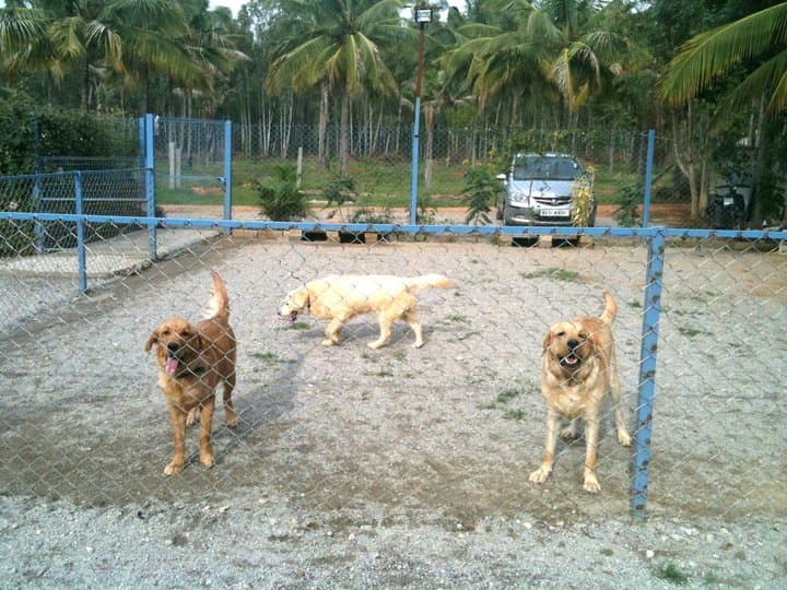 Petspace gallery image 26
