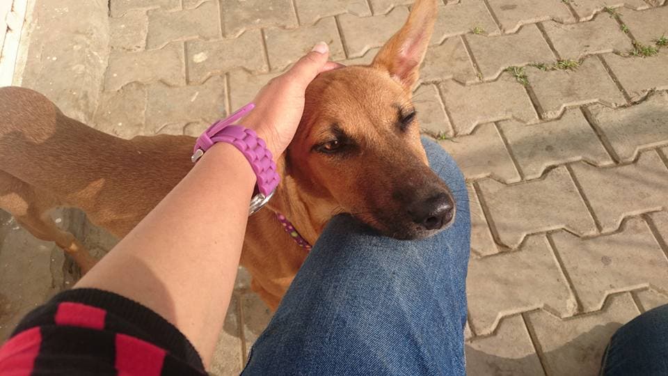 Petspace gallery image 27
