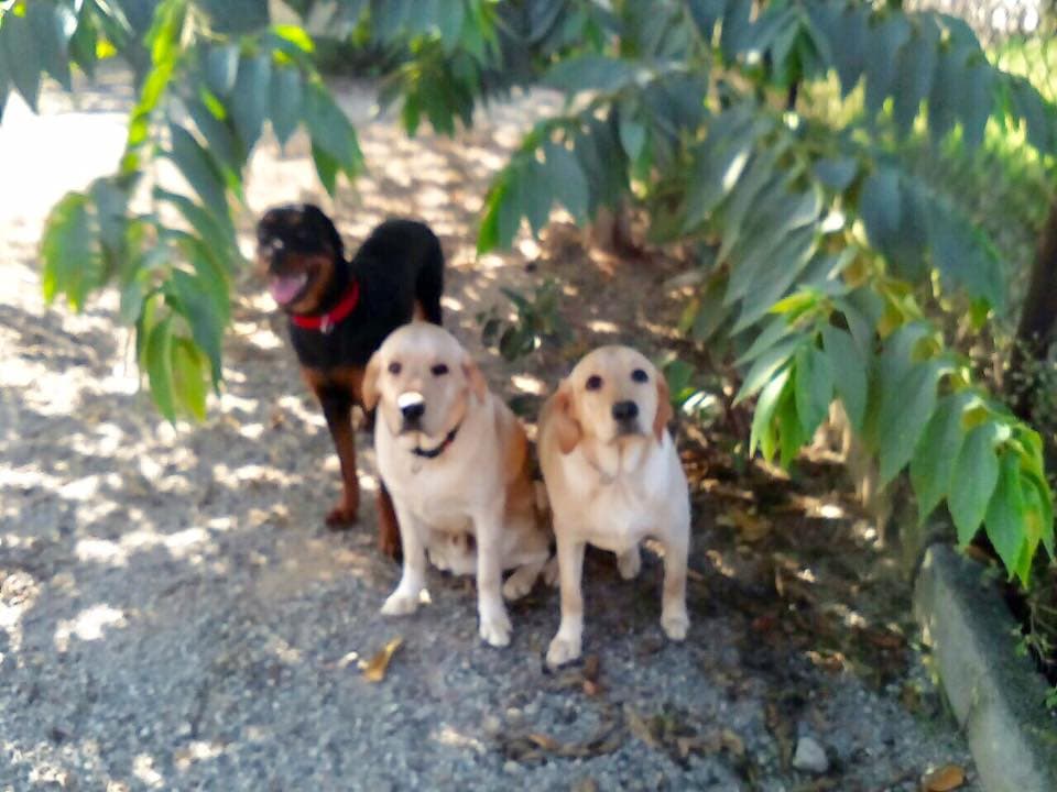Petspace gallery image 28