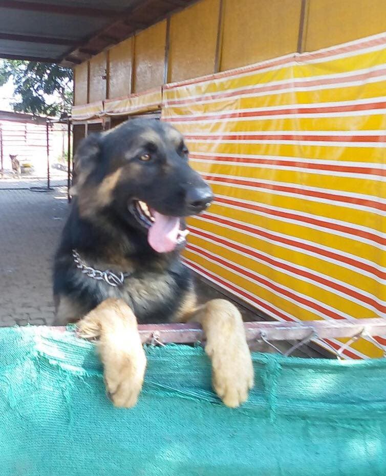 Petspace gallery image 29