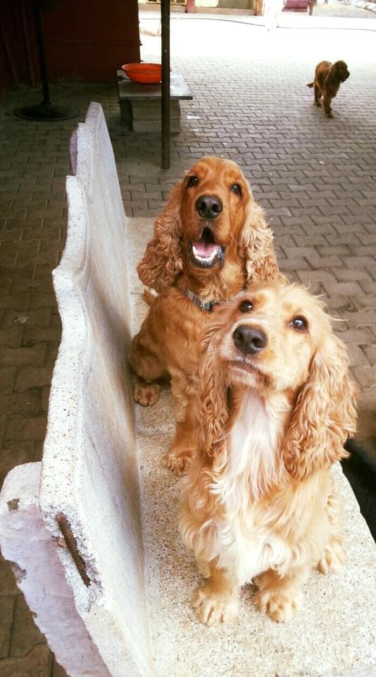 Petspace gallery image 30
