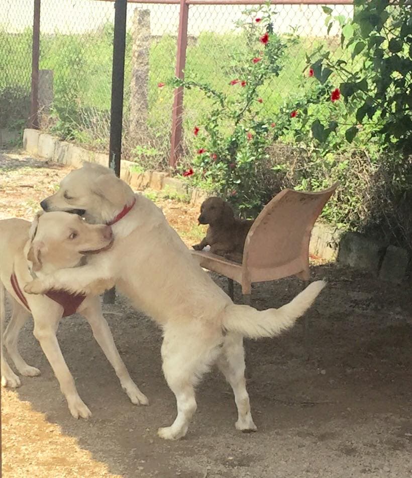 Petspace gallery image 17