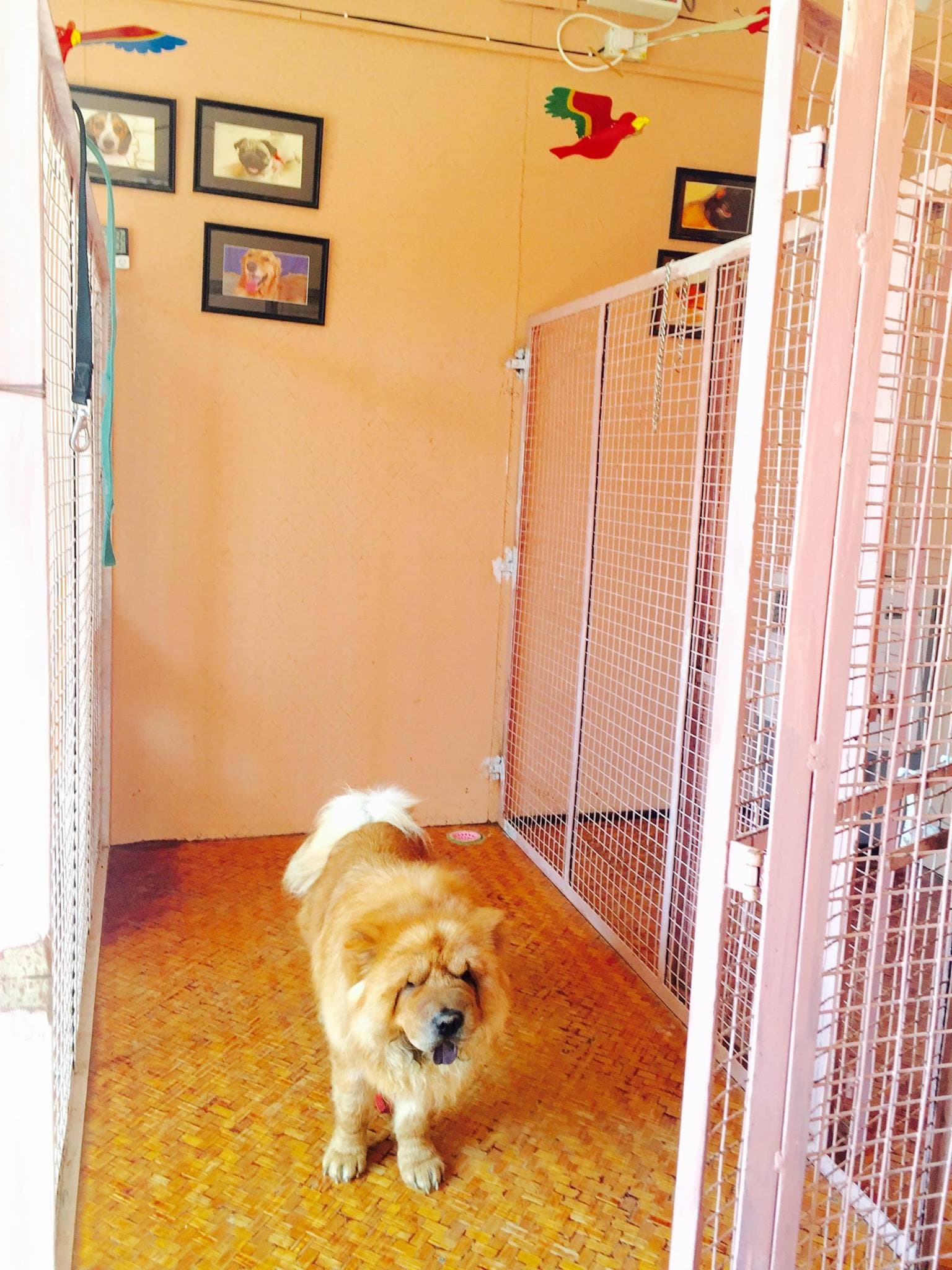 Petspace gallery image 18