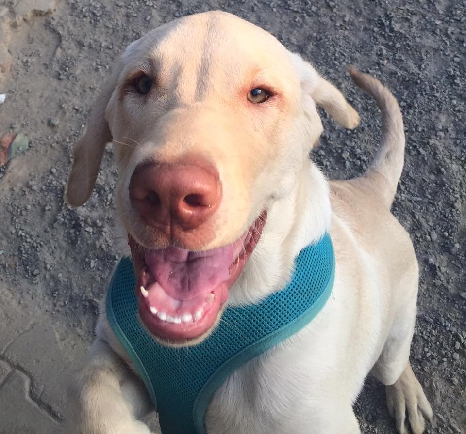 Petspace gallery image 8