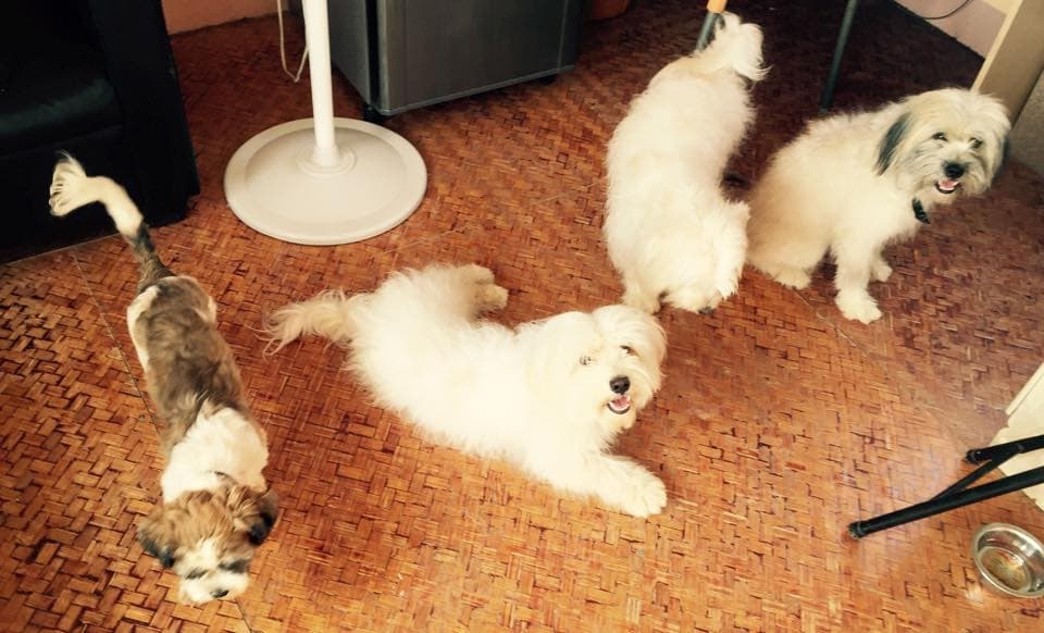 Petspace gallery image 9