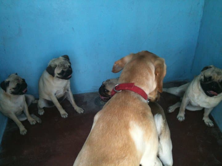 Petspace gallery image 10