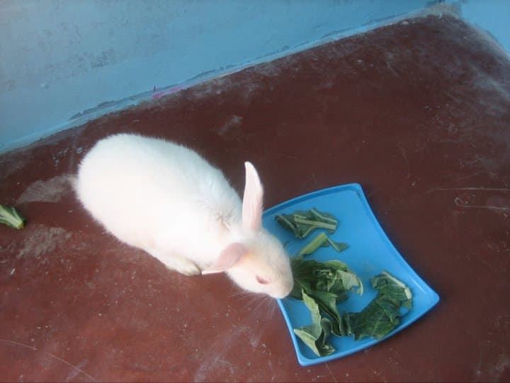 Petspace gallery image 12