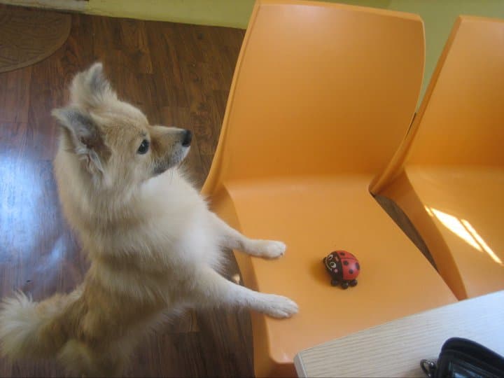Petspace gallery image 13