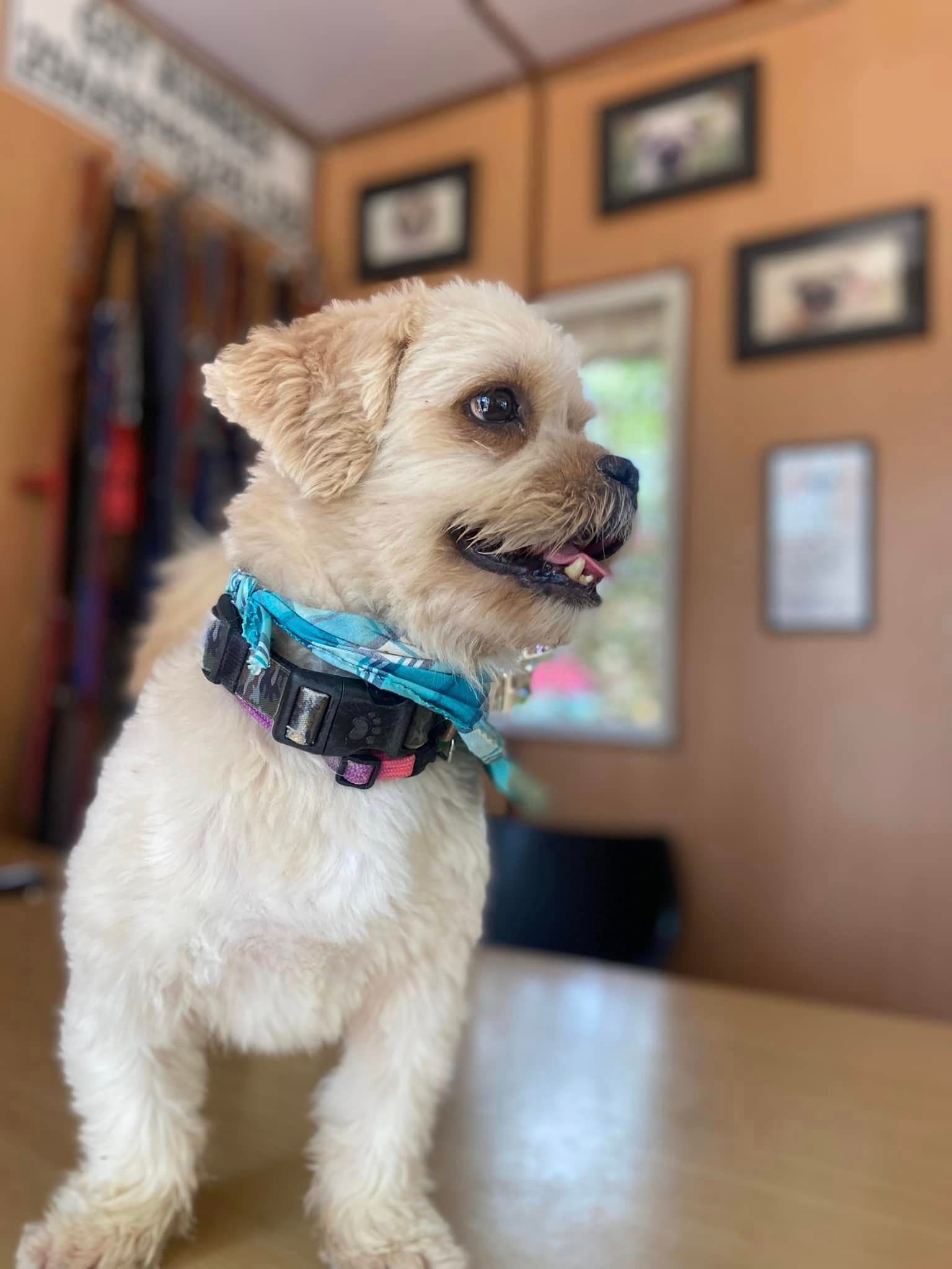 Petspace gallery image 14