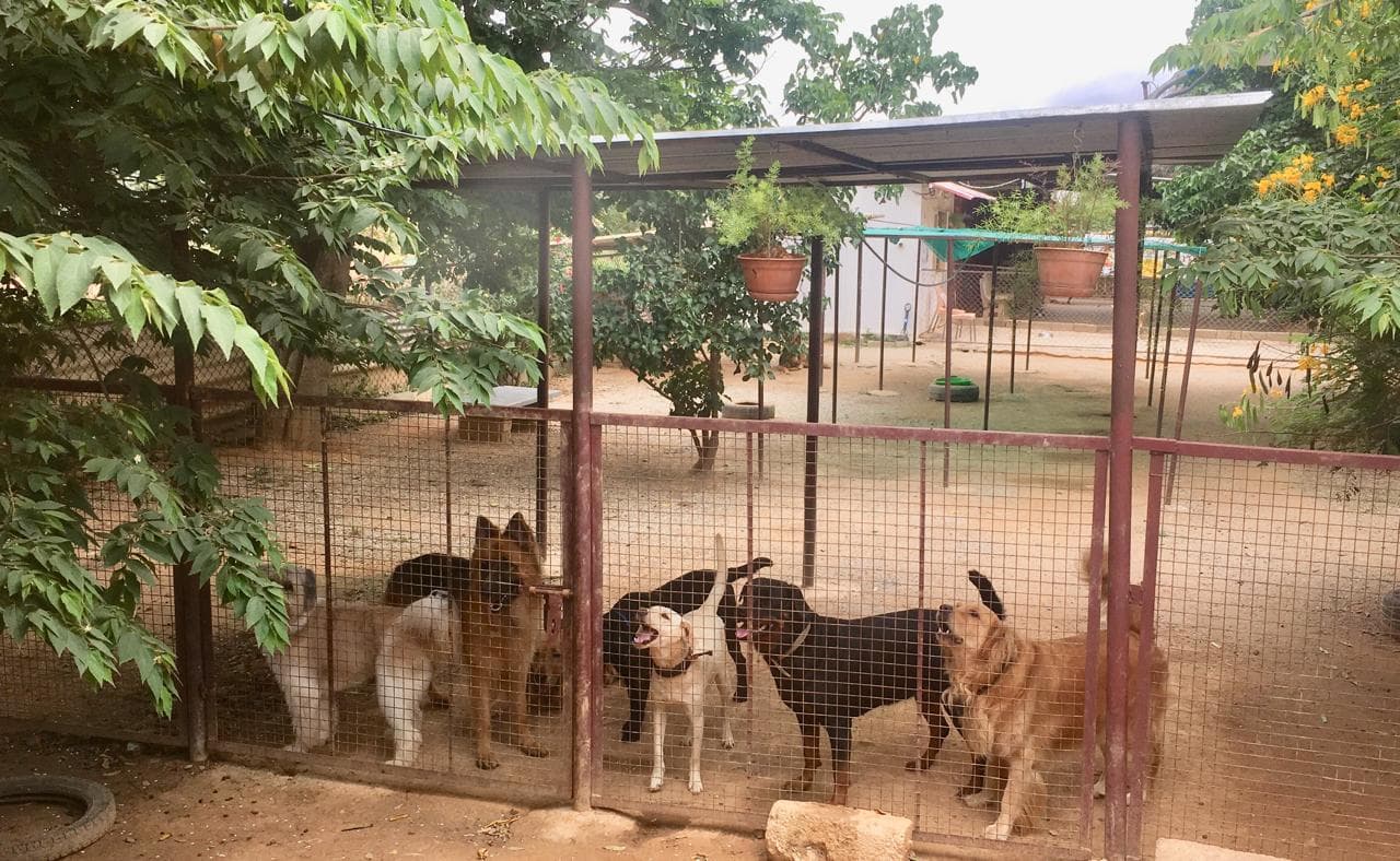 Petspace gallery image 1