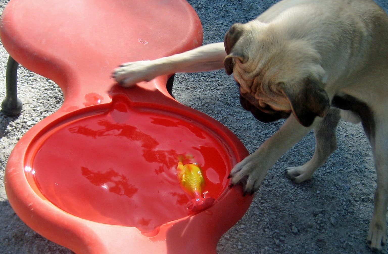 Dogs playing at Petspace daycare