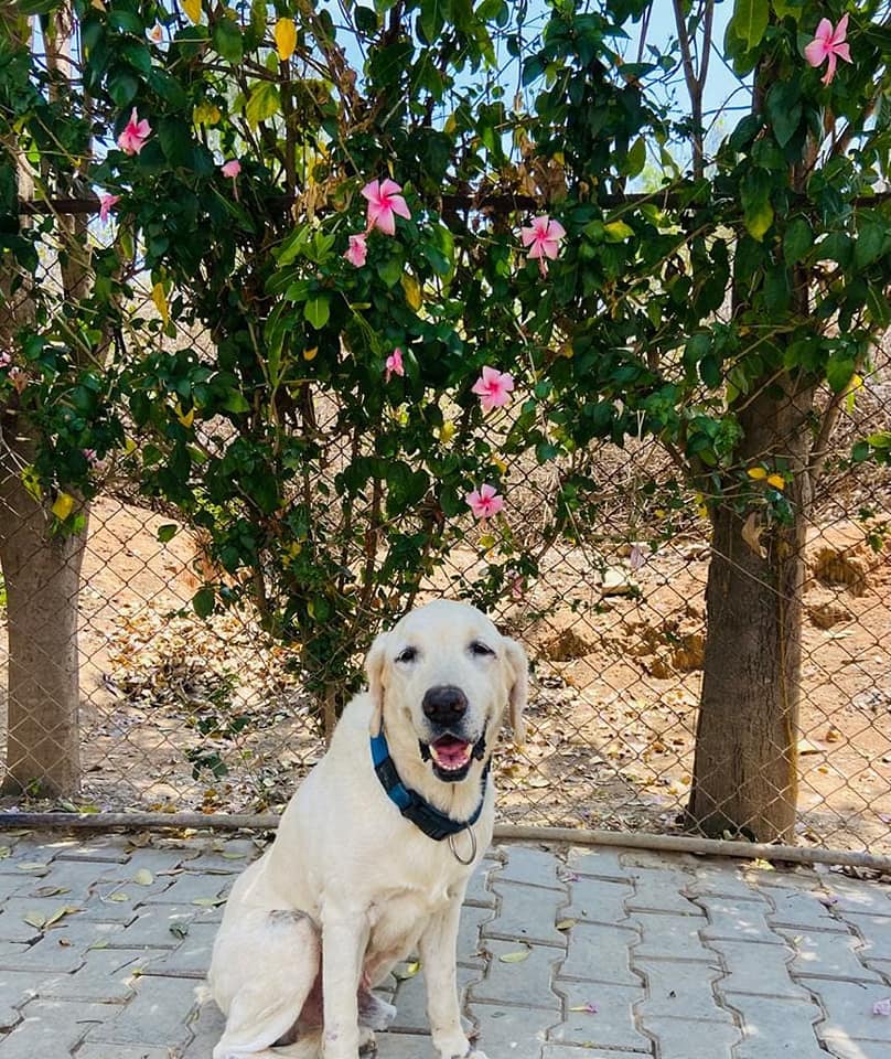 Dog at Petspace