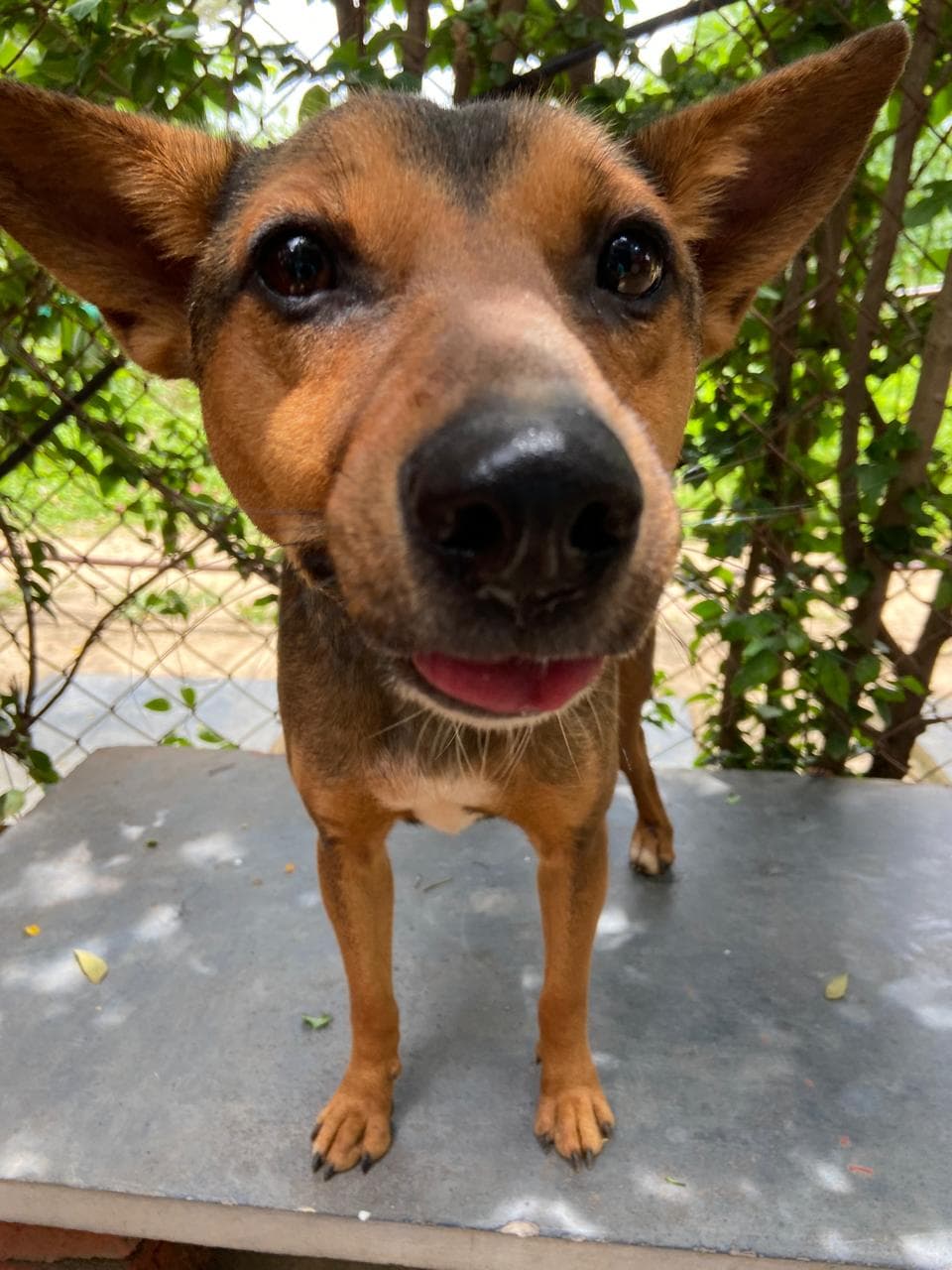 Dogs at Petspace daycare