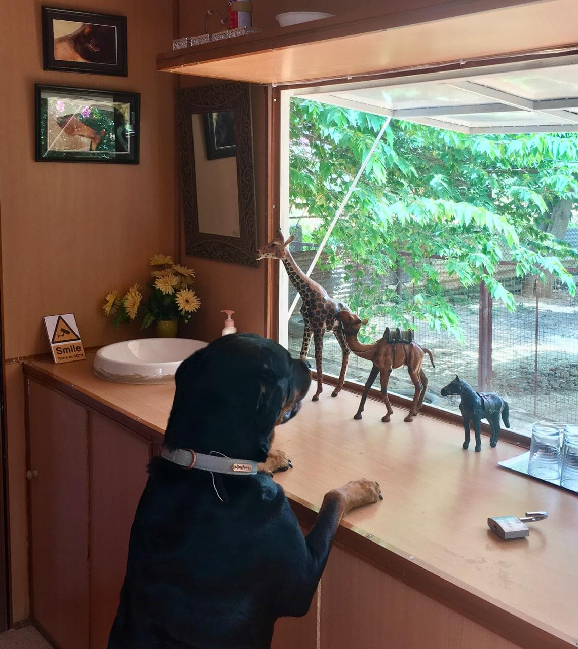Dogs relaxing at Petspace